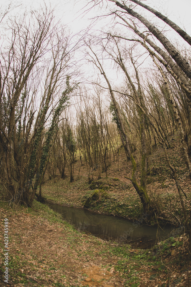 Fototapeta premium path in the woods