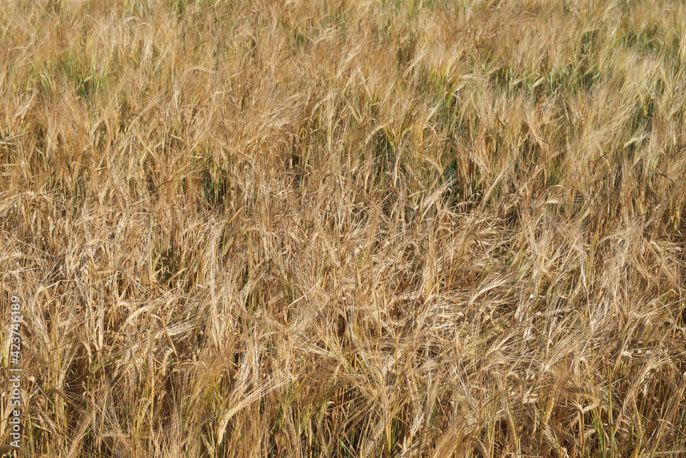 Fototapeta premium Ripe barley ears, full frame. Harvest cereals, background. Backdrop of ripening ears of yellow cereal field ready for harvest growing in a farm field. Copy space for advertising text message.