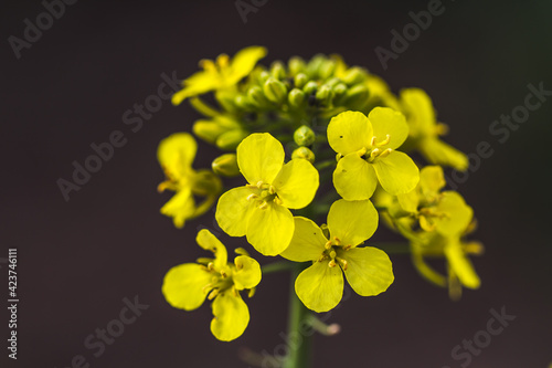 yellow flowers