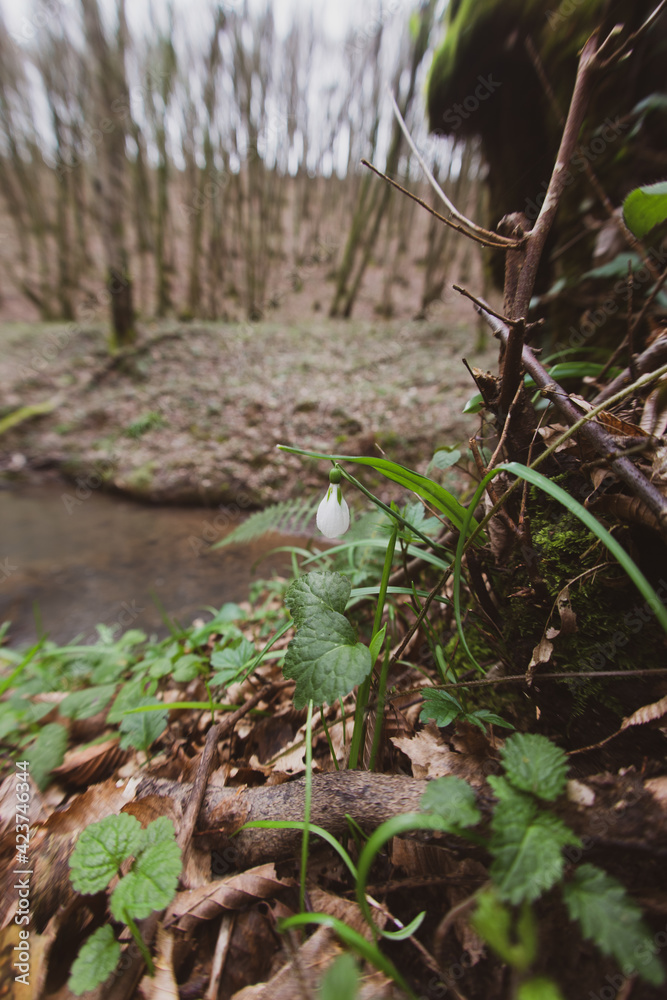 Obraz premium moss on the tree