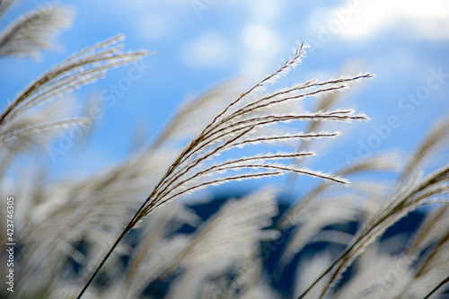 ears of wheat