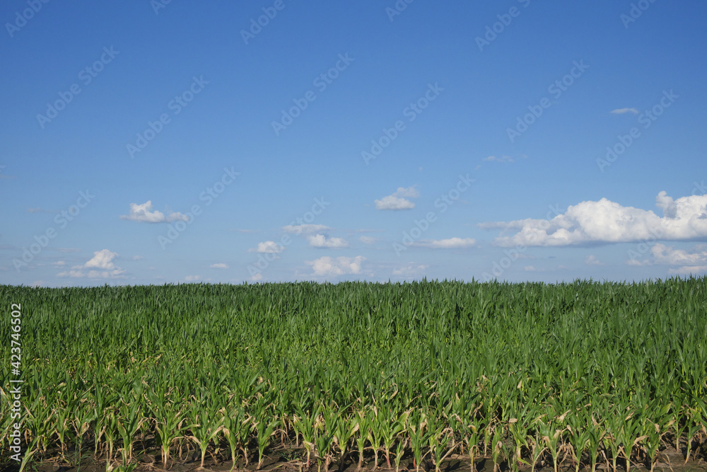 A cornfield under a clear blue sky. Agricultural landscape. Corn plants.