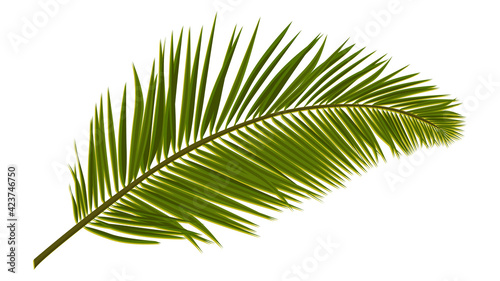 Green realistic palm leaves isolated on white. Palm branch for composing a collage. Vector illustration.
