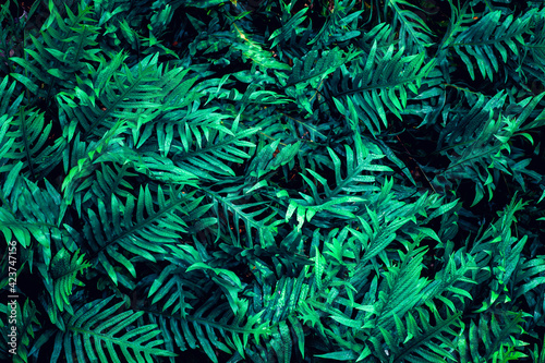 Full Frame of Fern Leaves Texture Background. tropical leaf