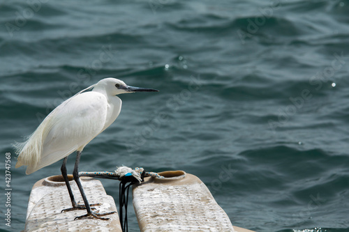 las aves marinas tascada en el puerto esperando que pase la tormenta photo