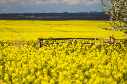 rapeseed field in spring