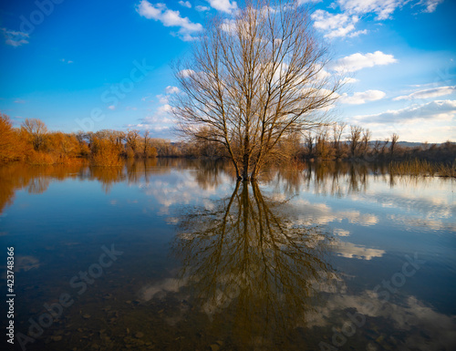 Tree by the water at winter time