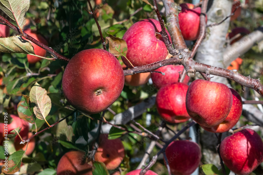 A famous Eoleumgol apple in Miryang, Gyeongsangnam-do, South Korea is growing well in an orchard. A famous Eoleumgol apple in Miryang, Gyeongsangnam-do, South Korea is growing well in an orchard.