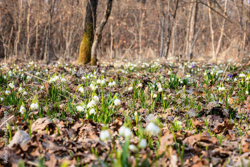 Beautiful white snowflake flowers  leucojum vernum   wild growing in the sunny forest  nature background. Early spring in Europe  image with selective focus