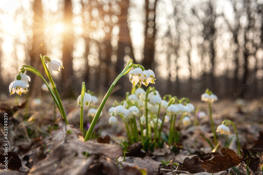 Beautiful white snowflake flowers (leucojum vernum), wild growing in the sunny forest, nature background. Early spring in Europe, image with selective focus Beautiful white snowflake flowers (leucojum vernum), wild growing in the sunny forest, nature background. Early spring in Europe, image with selective focus