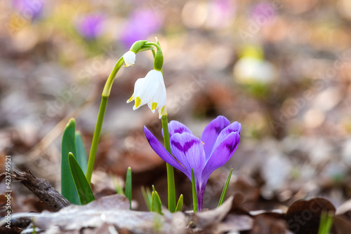 First spring flowers, white snowflake (leucojum vernum) and purple crocus or saffron wild growing in the forest, macro image, nature floral background suitable for wallpaper or cover photo