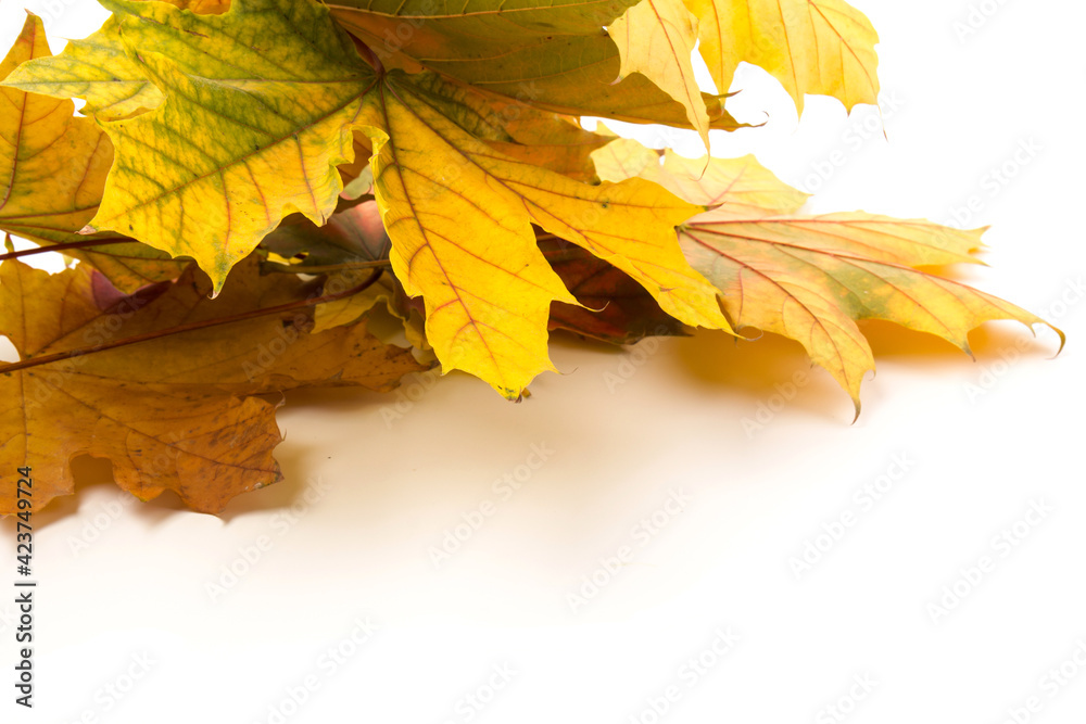 Autumn leaf close-up on white background. rich color background Autumn leaf close-up on white background. rich color background