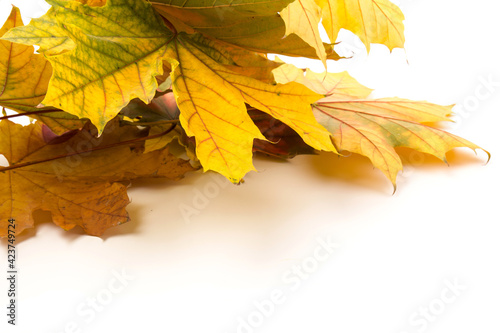Autumn leaf close-up on white background. rich color background