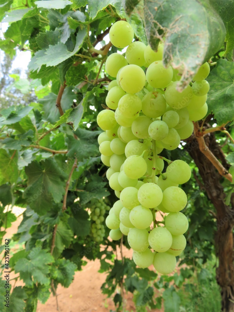 grapes on vine