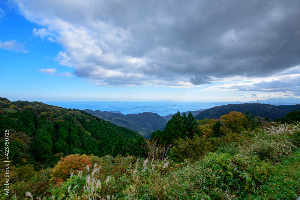 forest in the mountains