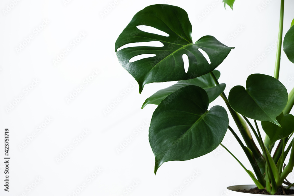 Beautiful home flower monstera deliciosa on a white wall background. Large leaves of the Monster house plant