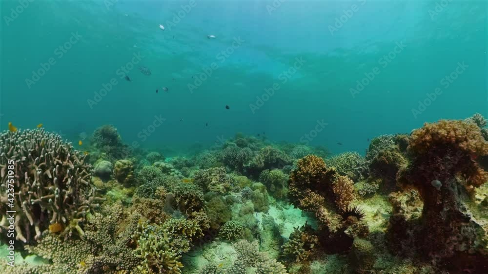 Tropical fishes and coral reef at diving. Beautiful underwater world with corals and fish. Philippines. Tropical fishes and coral reef at diving. Beautiful underwater world with corals and fish. Philippines.