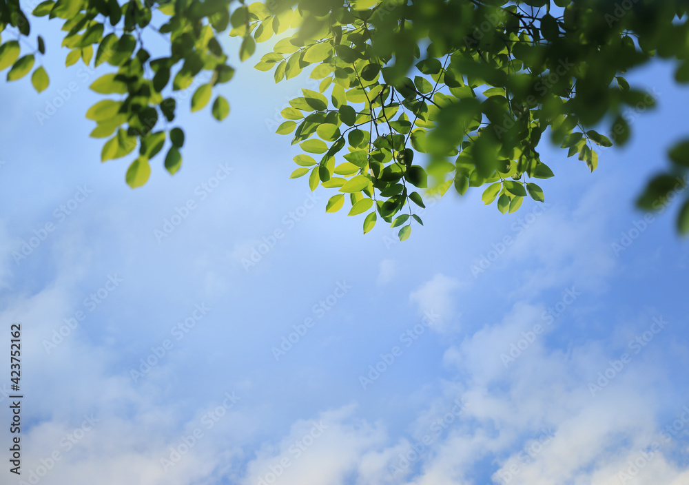 Nature background, green tree leaves aganst blue sky Nature background, green tree leaves aganst blue sky