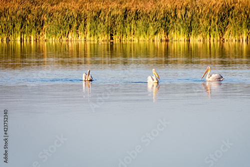 Three Great White Pelican's on a lake