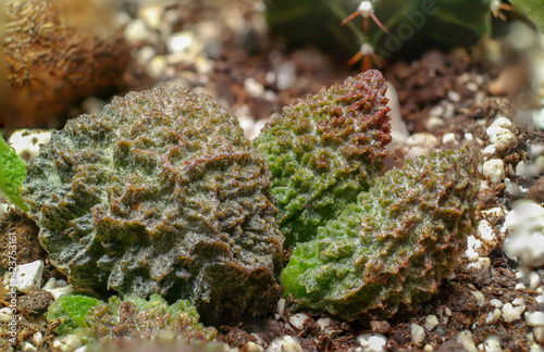 Adromischus Marianae Red Coral Cactus photo