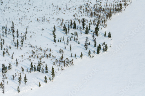 winter forest tundra from a bird's eye view