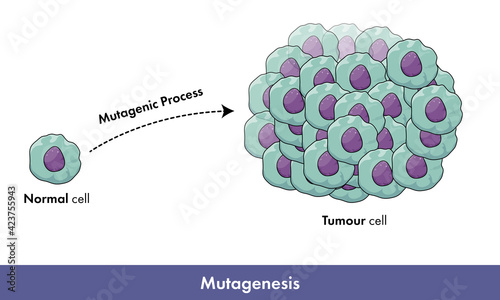 Mutagenesis of cancer cells