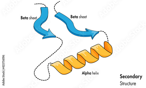 Secondary structure of protein.