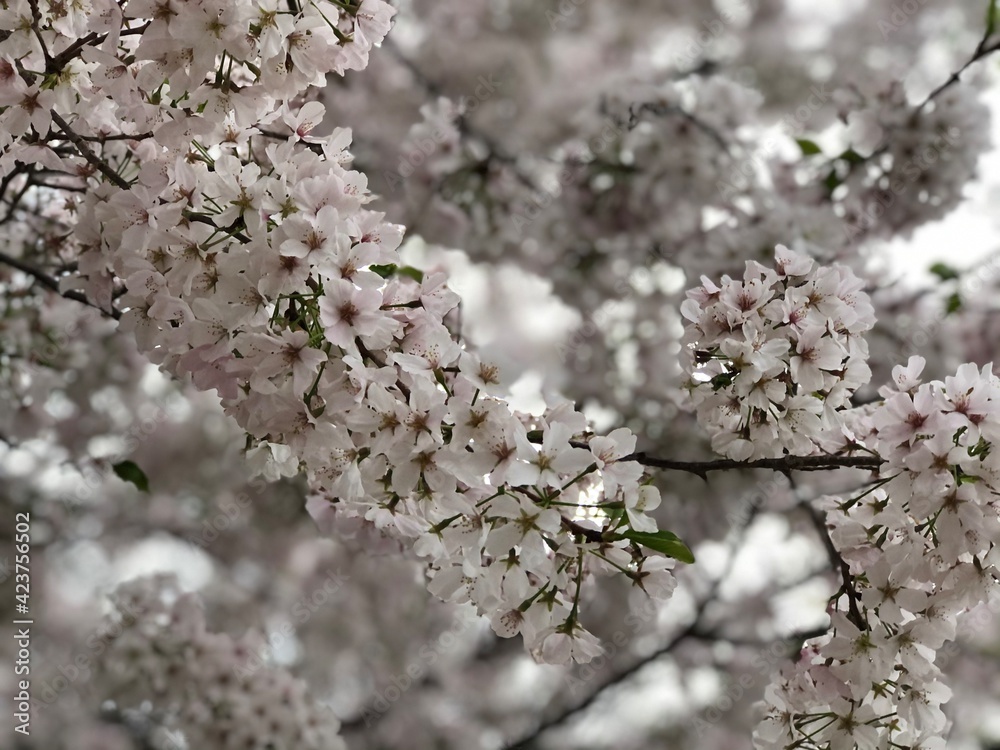 blossom in spring