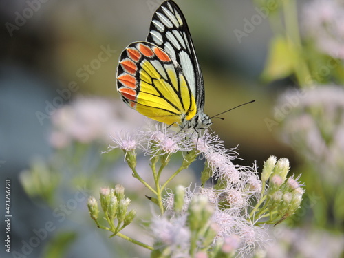 butterfly on flower or beauty on beauty