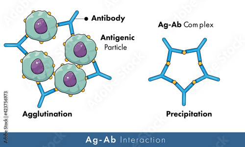 Agglutination and precipitation reaction.