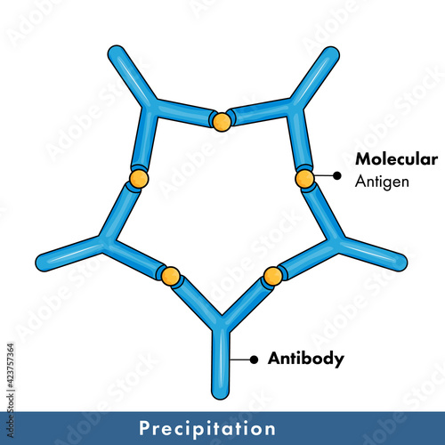 Mechanism of precipitation in immunology: antigen and antibody interaction in Molecular biology. precipitation assay.