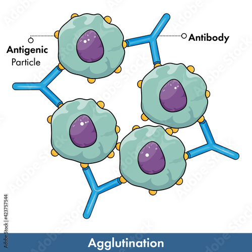 Agglutination mechanism in immunological assays vector illustration: hemagglutination or blood grouping