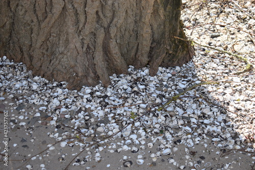 Muschelboden photo