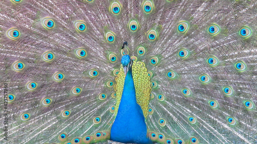 Obraz premium Blue royal peacock with open tail