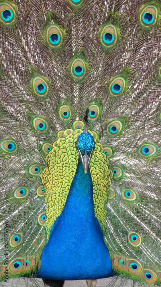 Obraz premium Blue royal peacock with open tail