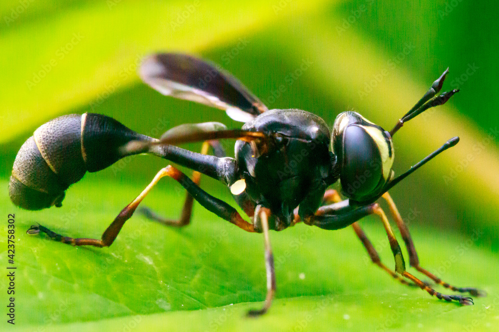 Fototapeta premium fly on leaf -Psychocephala tibialis