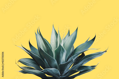 Fox Tail Agave Plant in Blue Tone Color on Yellow Background photo