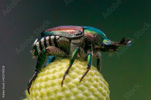 Japanese Beetle on a Flower Head photo