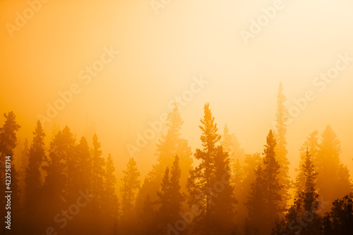 Sunset pine forest alaska nordic in autum fall time september beautiful yellow nature colors looks like forest fire carbon sink co2  sustainability © Joel