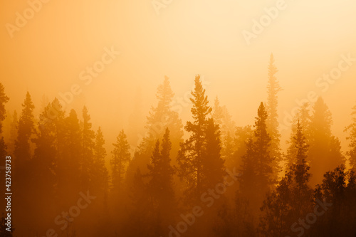 Sunset pine forest alaska nordic in autum fall time september beautiful yellow nature colors looks like forest fire carbon sink co2  sustainability corporate marketing annual report background © Joel