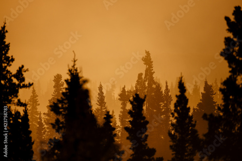 northern forest in sunrise in autumn time september, alaska, usa Sunset pine forest alaska nordic in autum fall time september beautiful yellow nature colors looks like forest