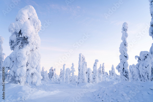 Lapland Winter Sky