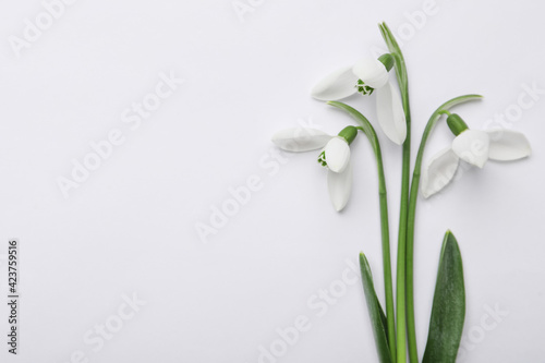 Wallpaper Mural Beautiful snowdrops on white background, top view Torontodigital.ca