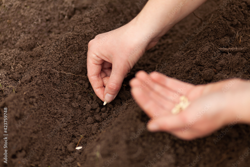 Planting seeds. Land cultivation in spring, sustainable gardening. Planting seeds. Land cultivation in spring, sustainable gardening.