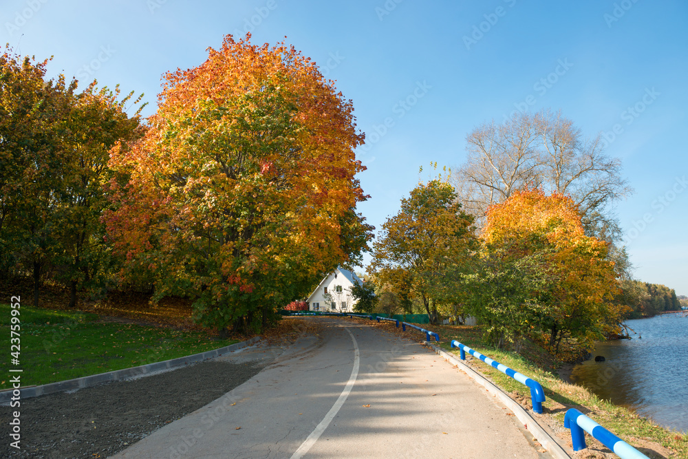 Beautiful maple tree on the side of a rural road strewn with maple leaves on an autumn day