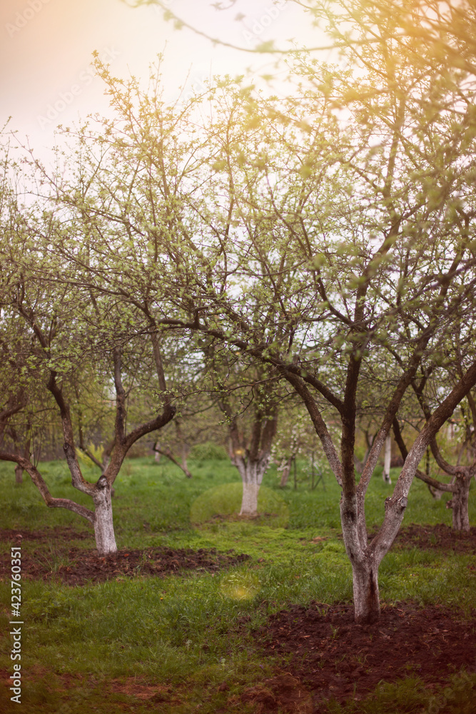 Fototapeta premium Evening sunset in spring apple orchard