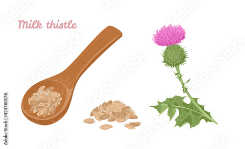 Milk thistle seeds in wooden spoon and branch of flowering plant isolated on white background. Vector illustration of healthy food in cartoon flat style.