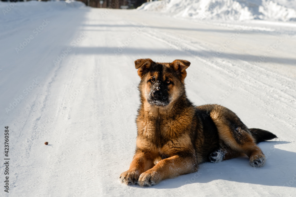 Fototapeta premium Mongrel dog for a walk on a sunny winter day