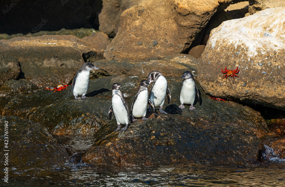 Obraz premium Galapagos penguins (Spheniscus mendiculus) between Santiago and Bartolome island, Galapagos islands national park, Ecuador. 