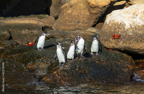 Galapagos penguins  Spheniscus mendiculus  between Santiago and Bartolome island  Galapagos islands national park  Ecuador. 